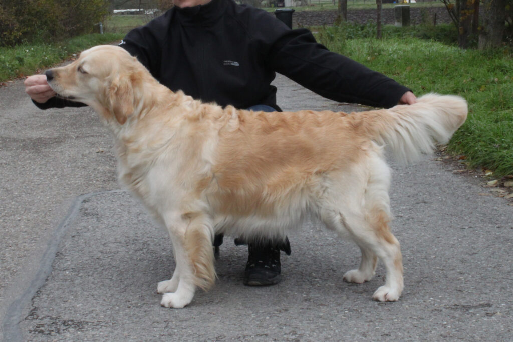 Inverness Golden Retriever Zucht