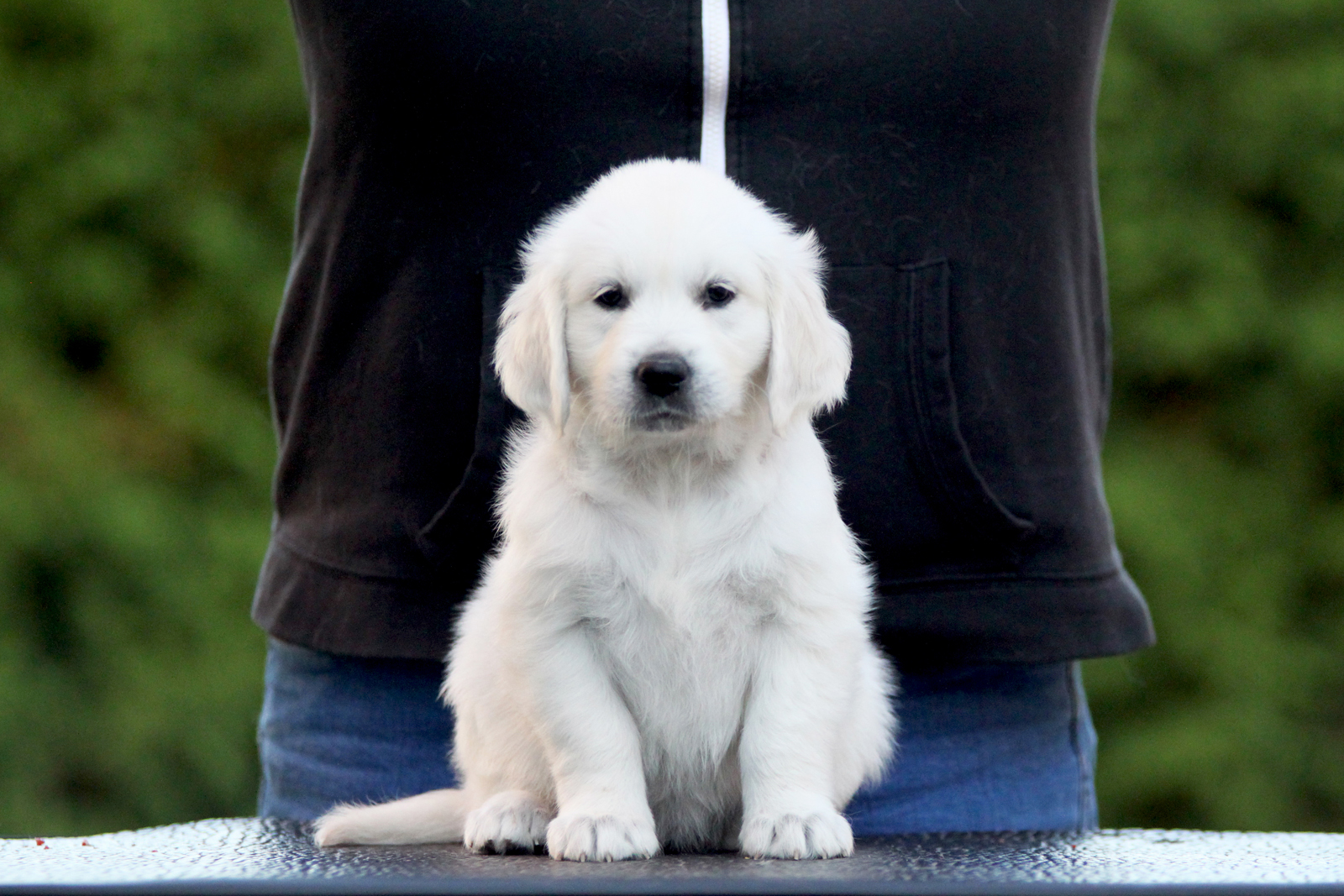 Inverness Golden Retriever Zucht - Hbraun Kopf48T BA