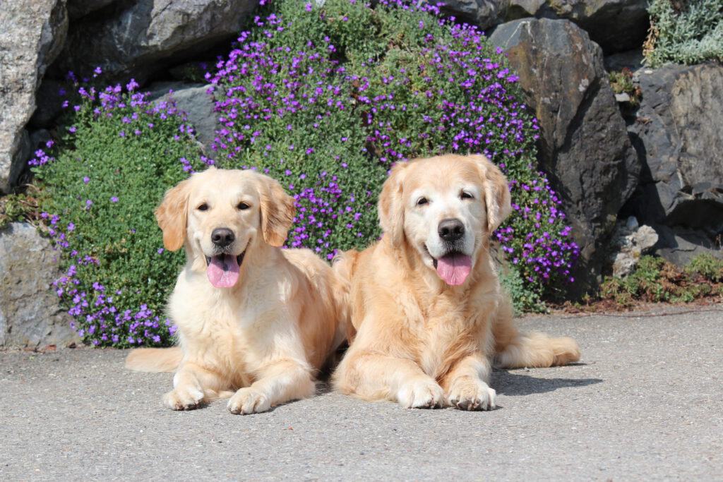 Inverness Golden Retriever Zucht - IMG 2883 1024x683